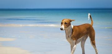 Топ 5 на породите кучета, които издържат най-много на горещо време