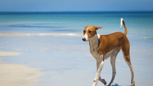 Топ 5 на породите кучета, които издържат най-много на горещо време