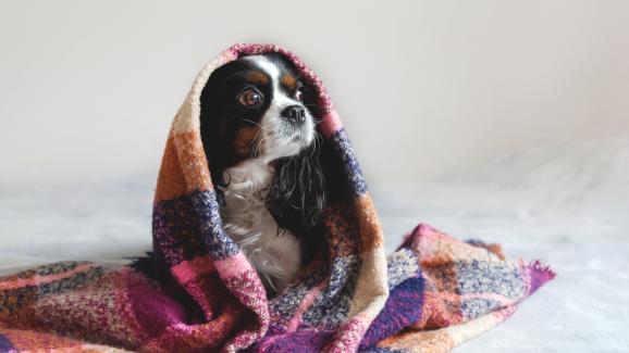 Симптоми, че кучето ви е настинало
