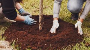 Доброволци засадиха сто японски вишни в благоевградския парк Македония Инициативата