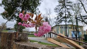 Доброволци засадиха 100 японски вишни в парк Македония в Благоевград Инициативата