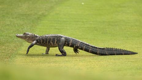 алигатор голф