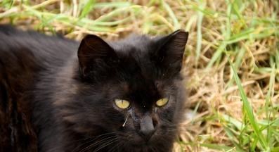 коте с очна инфекция