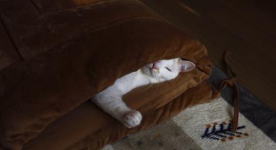 скрита котка у дома