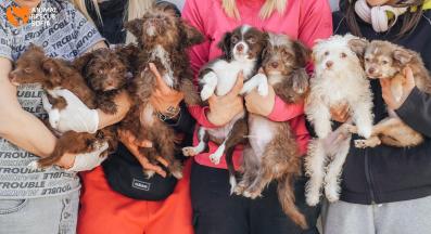 бездомни кучета