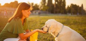 4 стъпки за перфектно кучешко приятелство