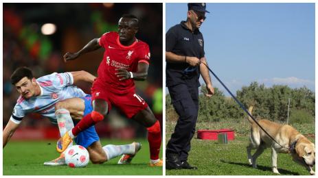 Хари Магуайър