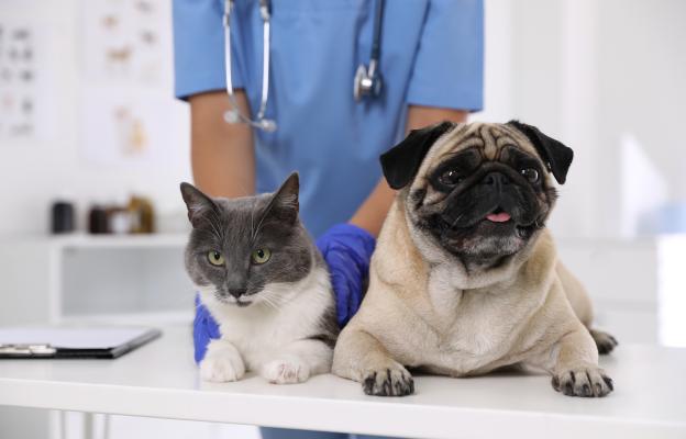 куче и коте при ветеринар
