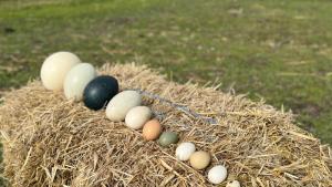 В зоопарка в Бургас е изложена колекция от екзотични яйца