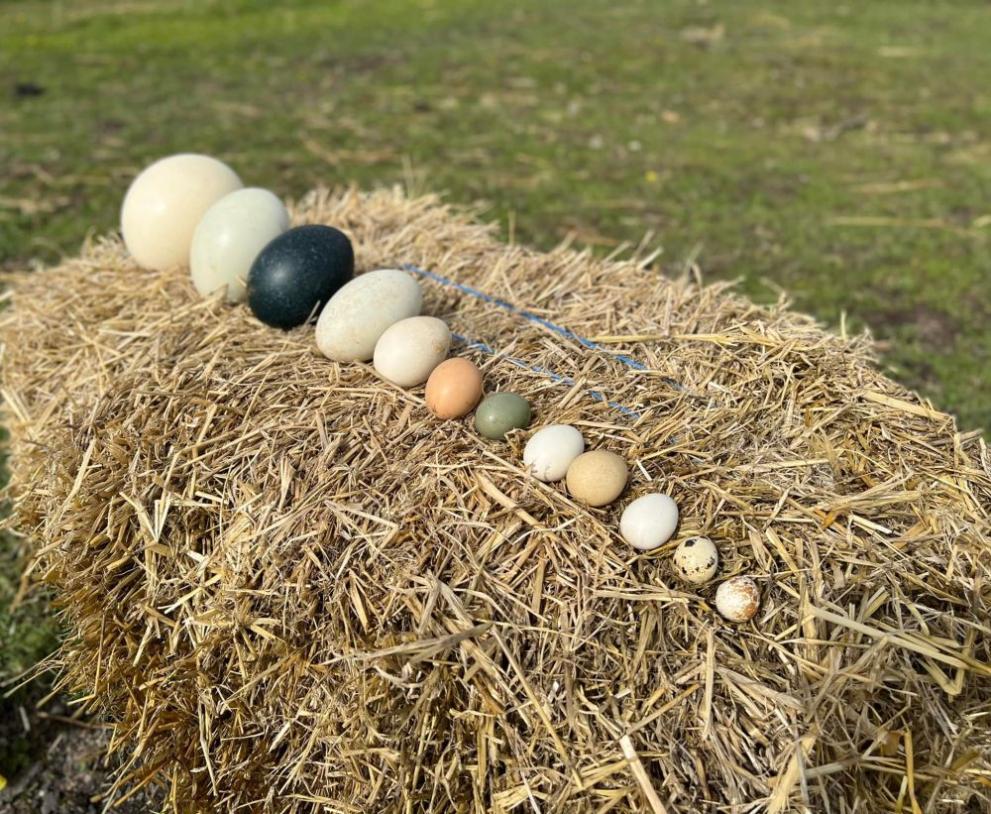 В зоопарка в Бургас е изложена колекция от екзотични яйца.