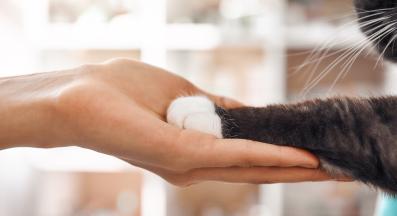 котешки лапи