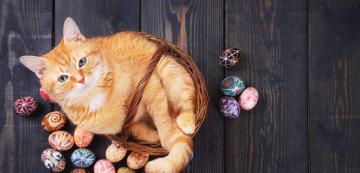 4 опасности, от които да предпазим котката по време на Великден