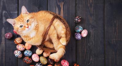 котка Великден