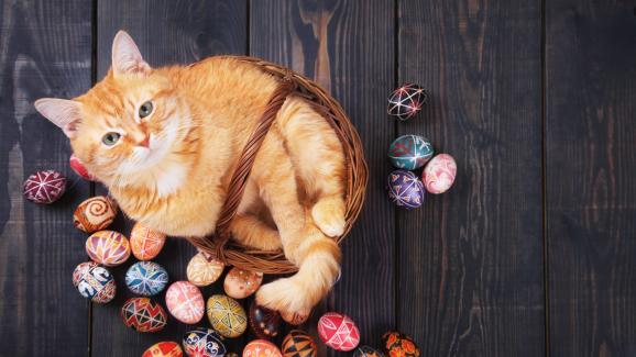 котка Великден