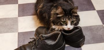 Защо котките са привлечени от миризливи неща