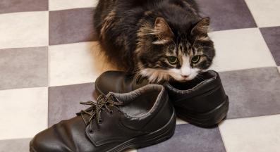 котка души мръсни неща