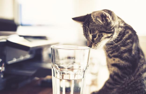 котка пие вода от чаша за вода