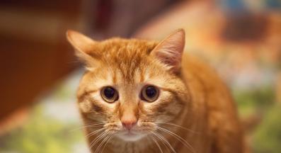 стресирана котка