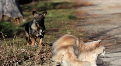 куче и котка