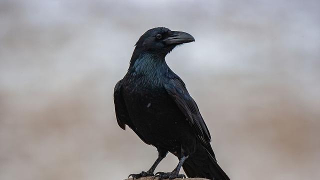 Какво е помогнало на гарваните да се разпространят по целия свят