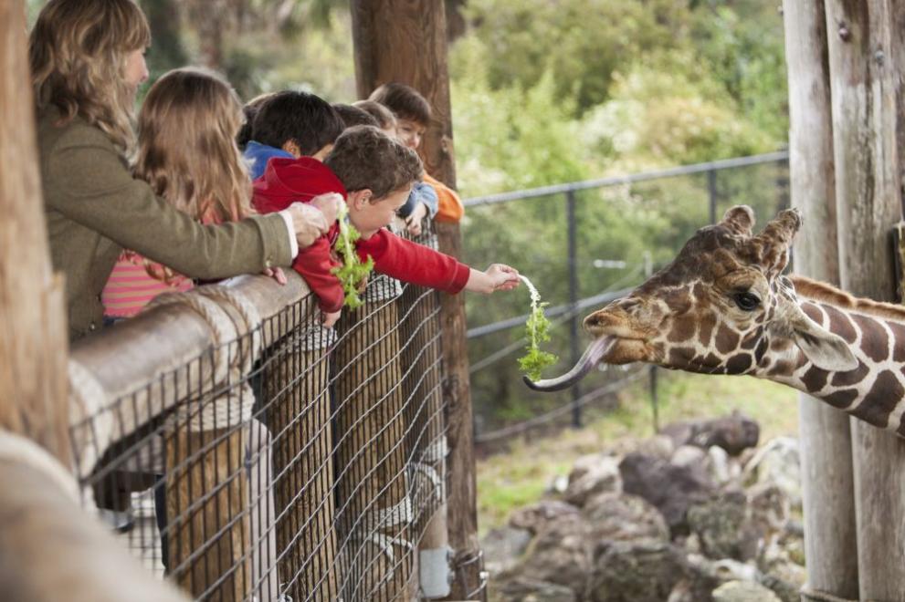 По повод 60 години от откриването на зоопарка в Ловеч