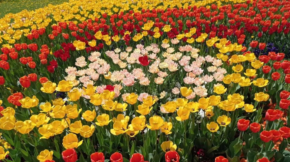 Пролетната премяна на София (ГАЛЕРИЯ)