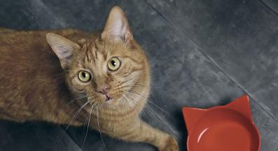 котка и купа