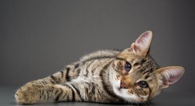 коте с виждащ се трети клепач