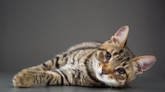 Какво е трети клепач при котките и защо неговата поява е знак за медицински проблем