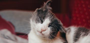 5 медицински причини, поради които котките клатят глава