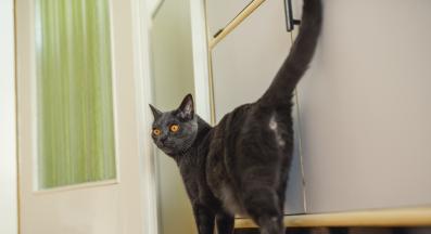 котешки дупета