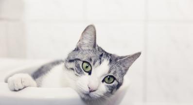 котка в баня