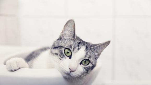 котка в баня