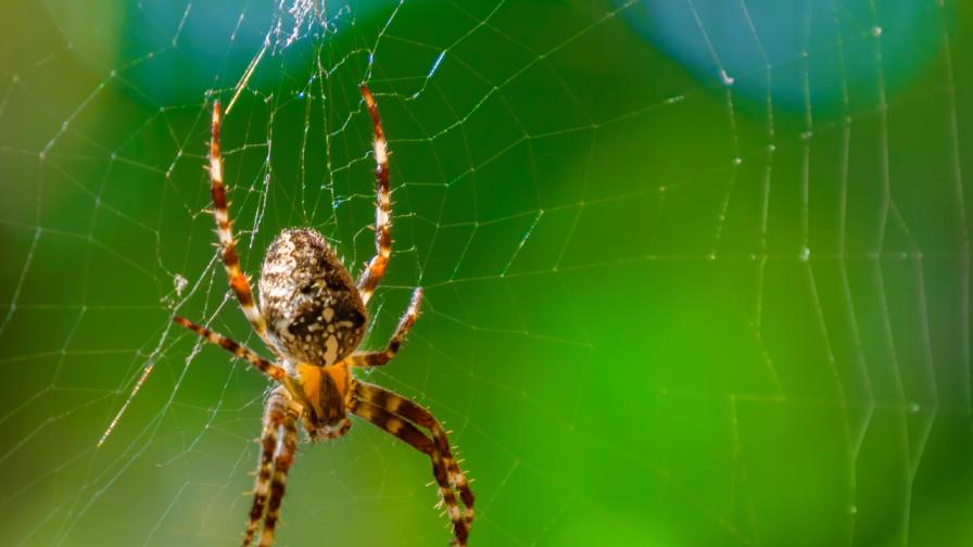 Мъжки паяци бягат след чифтосване