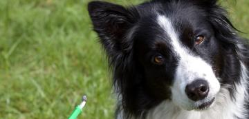 Рисковете от ухапване от кърлеж при кучетата