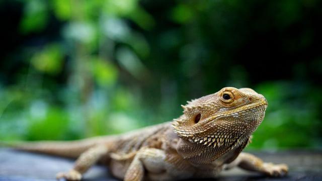 Една пета от влечугите по света са застрашени от изчезване