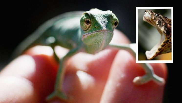 влечуги - КРИТИЧНО: Една пета от влечугите по света са застрашени от изчезване