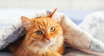 котка у дома