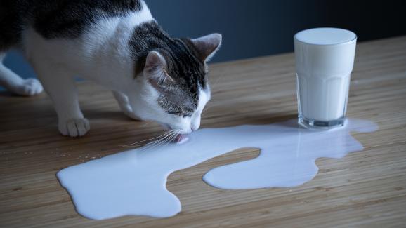 Защо котките толкова обичат млечни продукти