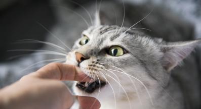 котка хапе стопанина си