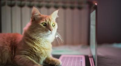 котка и лаптоп