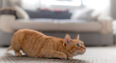 котка ловува