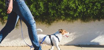 Възможно ли е да прекалим с разходките на кучето си