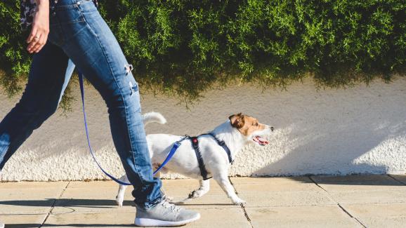 Възможно ли е да прекалим с разходките на кучето си