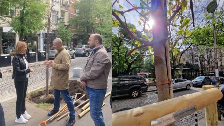 фандъкова дръвчета