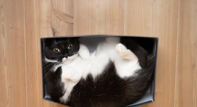 котка в малка кутия