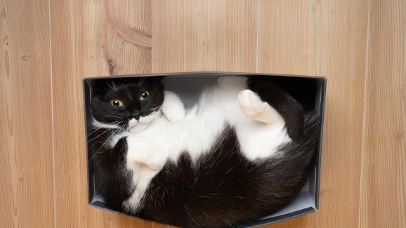 Как котките се побират в малки пространства