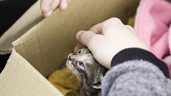 Котките знаят ли когато са били спасени
