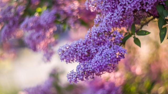 Не през май, а през октомври: В Тараклия цъфнаха люляци