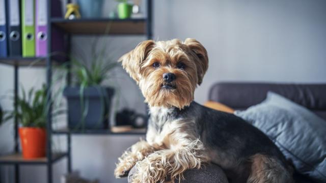 Кучетата намаляват риска от хранителна алергия у децата